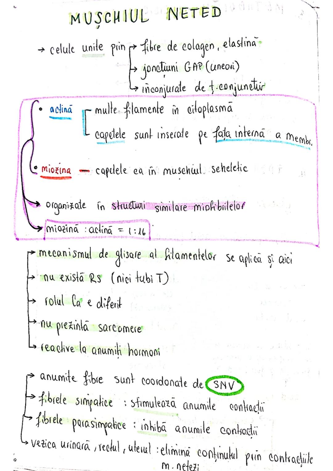 # TESUTUL MUSCULAR
→ se contracta
→ efectuează lucru mecanic
Celula = fibra musculară → zeci / sute de celule fuzionate
(unitatea struct