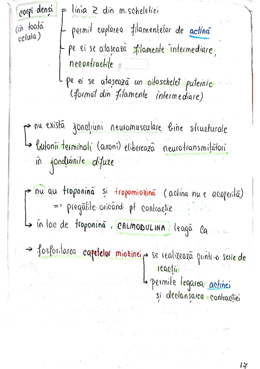 # TESUTUL MUSCULAR
→ se contracta
→ efectuează lucru mecanic
Celula = fibra musculară → zeci / sute de celule fuzionate
(unitatea struct
