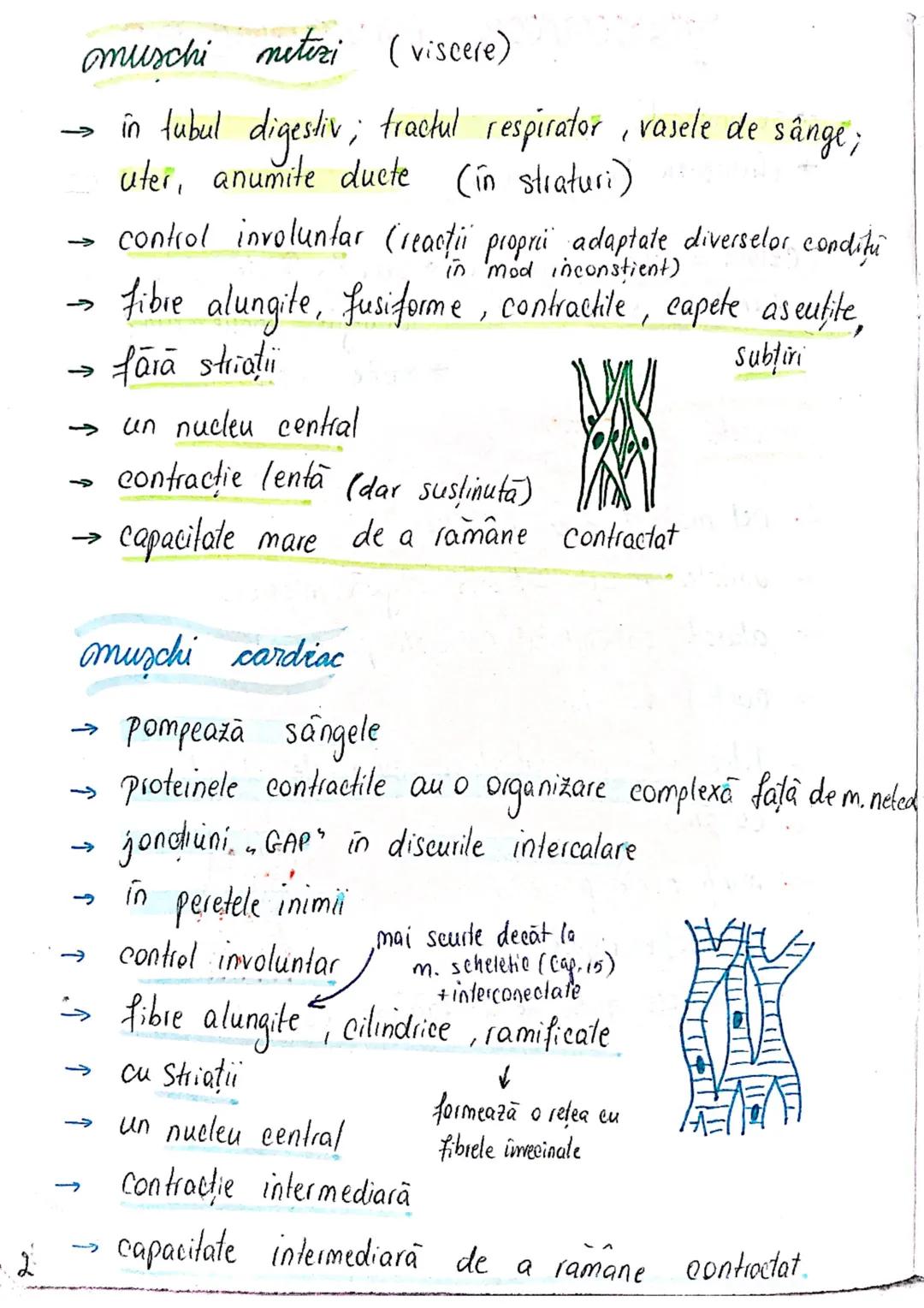 # TESUTUL MUSCULAR
→ se contracta
→ efectuează lucru mecanic
Celula = fibra musculară → zeci / sute de celule fuzionate
(unitatea struct