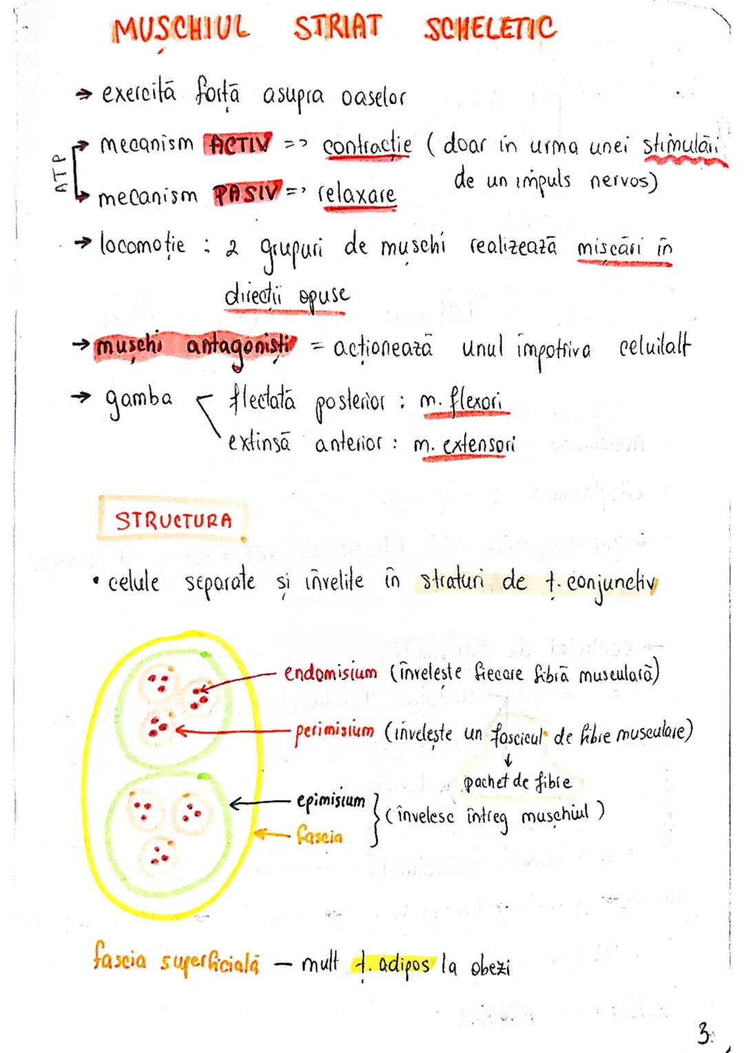 # TESUTUL MUSCULAR
→ se contracta
→ efectuează lucru mecanic
Celula = fibra musculară → zeci / sute de celule fuzionate
(unitatea struct