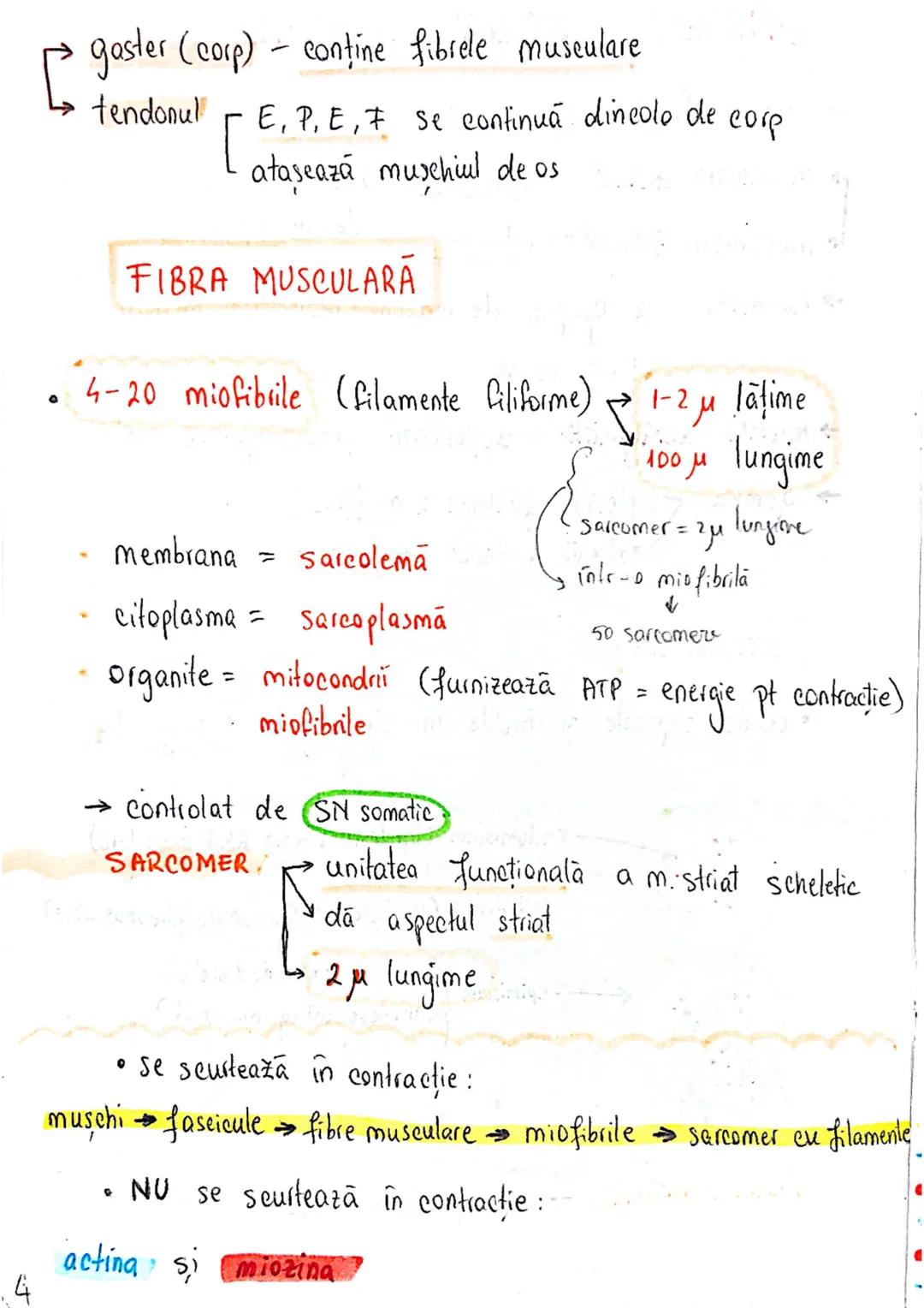 # TESUTUL MUSCULAR
→ se contracta
→ efectuează lucru mecanic
Celula = fibra musculară → zeci / sute de celule fuzionate
(unitatea struct