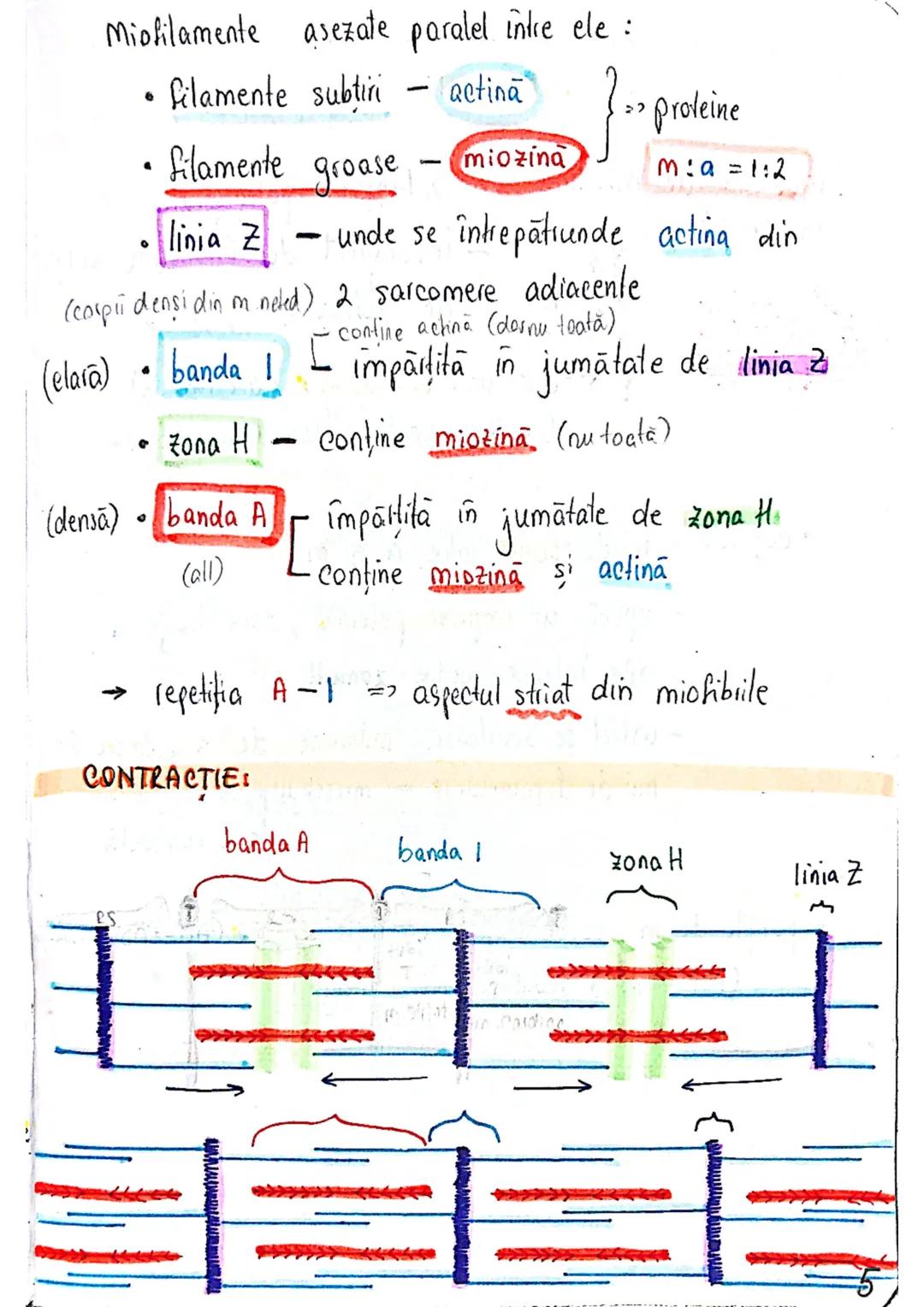 # TESUTUL MUSCULAR
→ se contracta
→ efectuează lucru mecanic
Celula = fibra musculară → zeci / sute de celule fuzionate
(unitatea struct