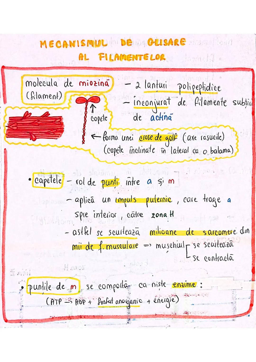 # TESUTUL MUSCULAR
→ se contracta
→ efectuează lucru mecanic
Celula = fibra musculară → zeci / sute de celule fuzionate
(unitatea struct