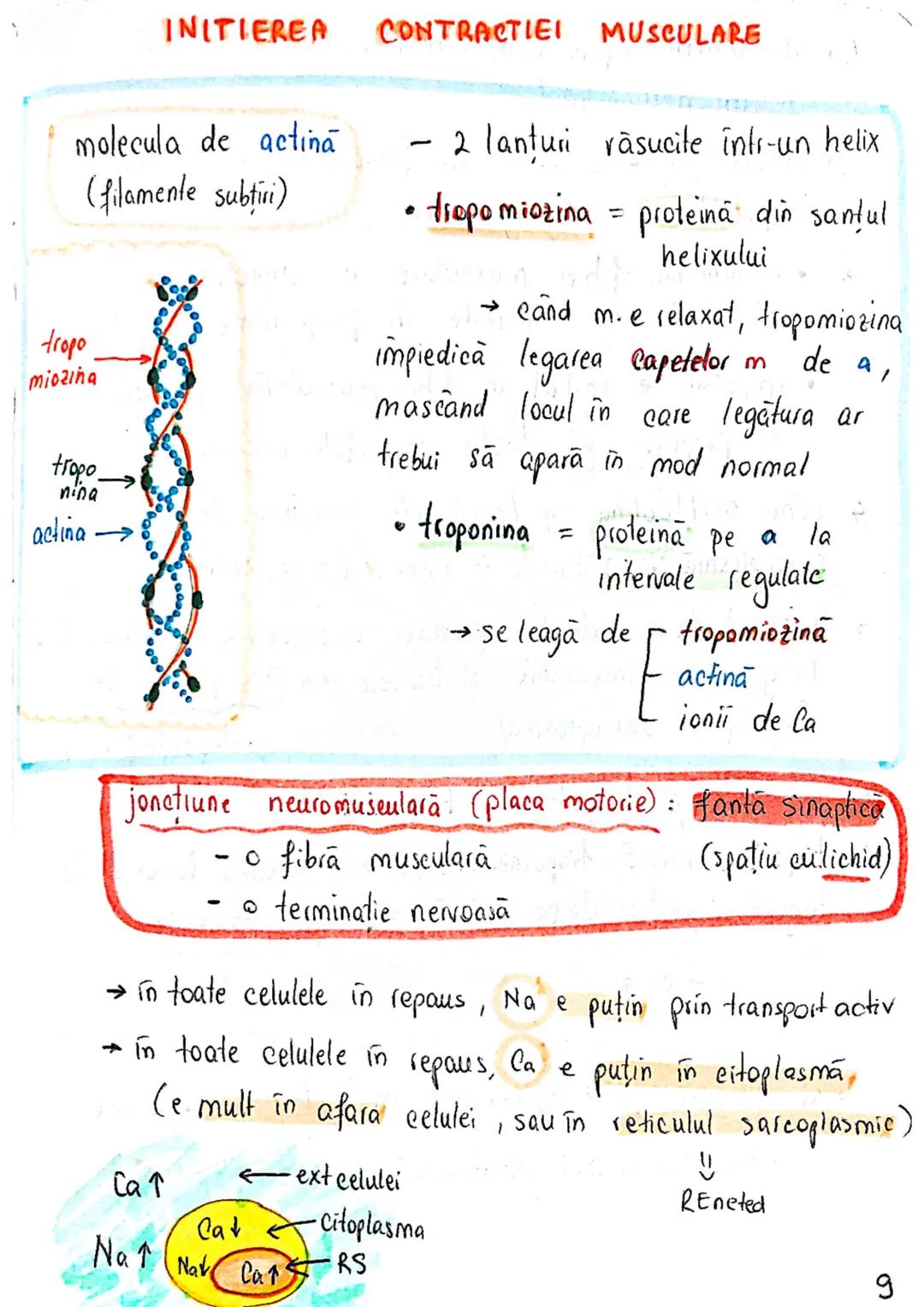 # TESUTUL MUSCULAR
→ se contracta
→ efectuează lucru mecanic
Celula = fibra musculară → zeci / sute de celule fuzionate
(unitatea struct