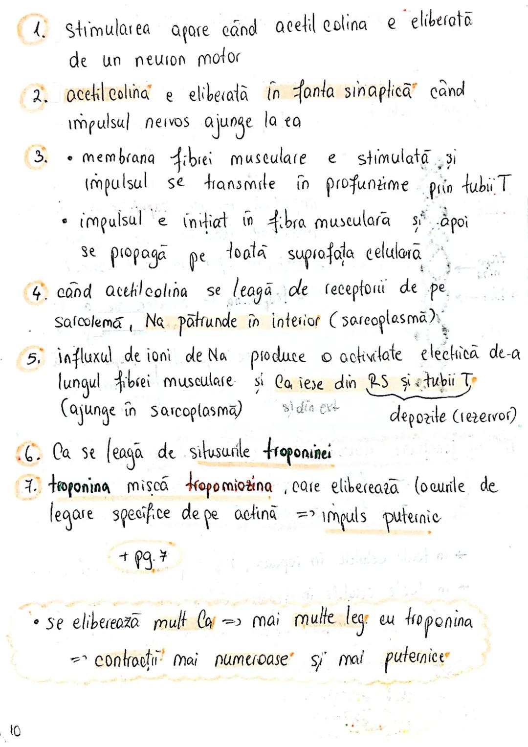 # TESUTUL MUSCULAR
→ se contracta
→ efectuează lucru mecanic
Celula = fibra musculară → zeci / sute de celule fuzionate
(unitatea struct