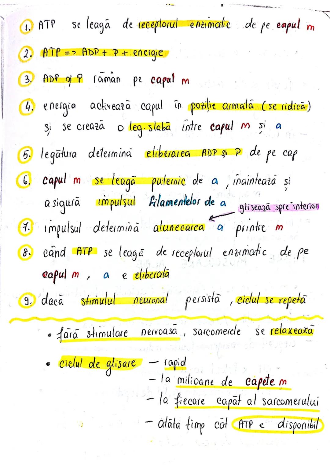 # TESUTUL MUSCULAR
→ se contracta
→ efectuează lucru mecanic
Celula = fibra musculară → zeci / sute de celule fuzionate
(unitatea struct