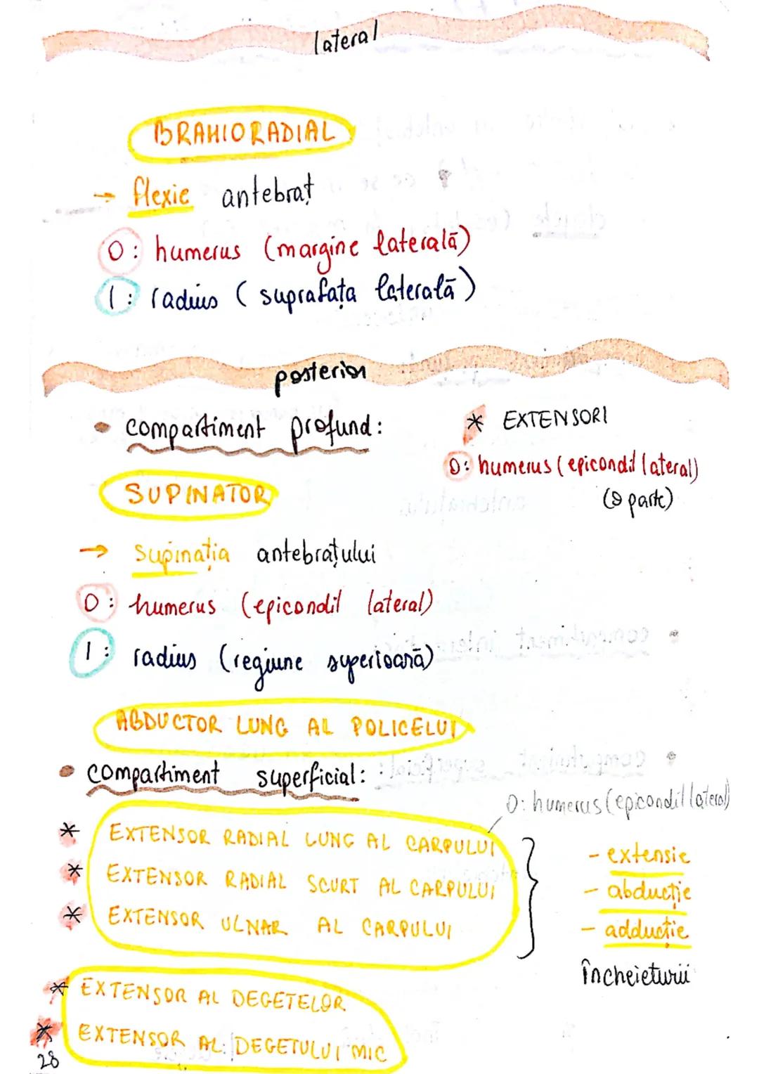 --- OCR Start ---
Sistemul MUSCULAR
M. SCHELETICI = relativ lungi şi ingusti
= ambele capete se insera pe oase
(caleva excepții)
1. agonisti
