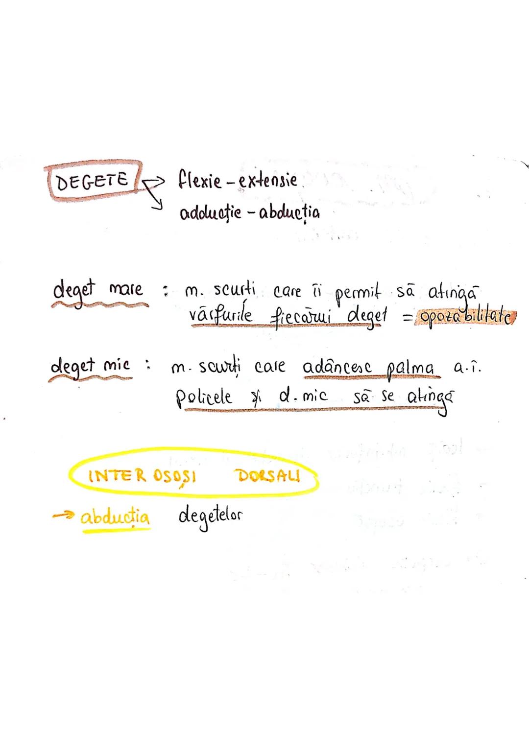 --- OCR Start ---
Sistemul MUSCULAR
M. SCHELETICI = relativ lungi şi ingusti
= ambele capete se insera pe oase
(caleva excepții)
1. agonisti