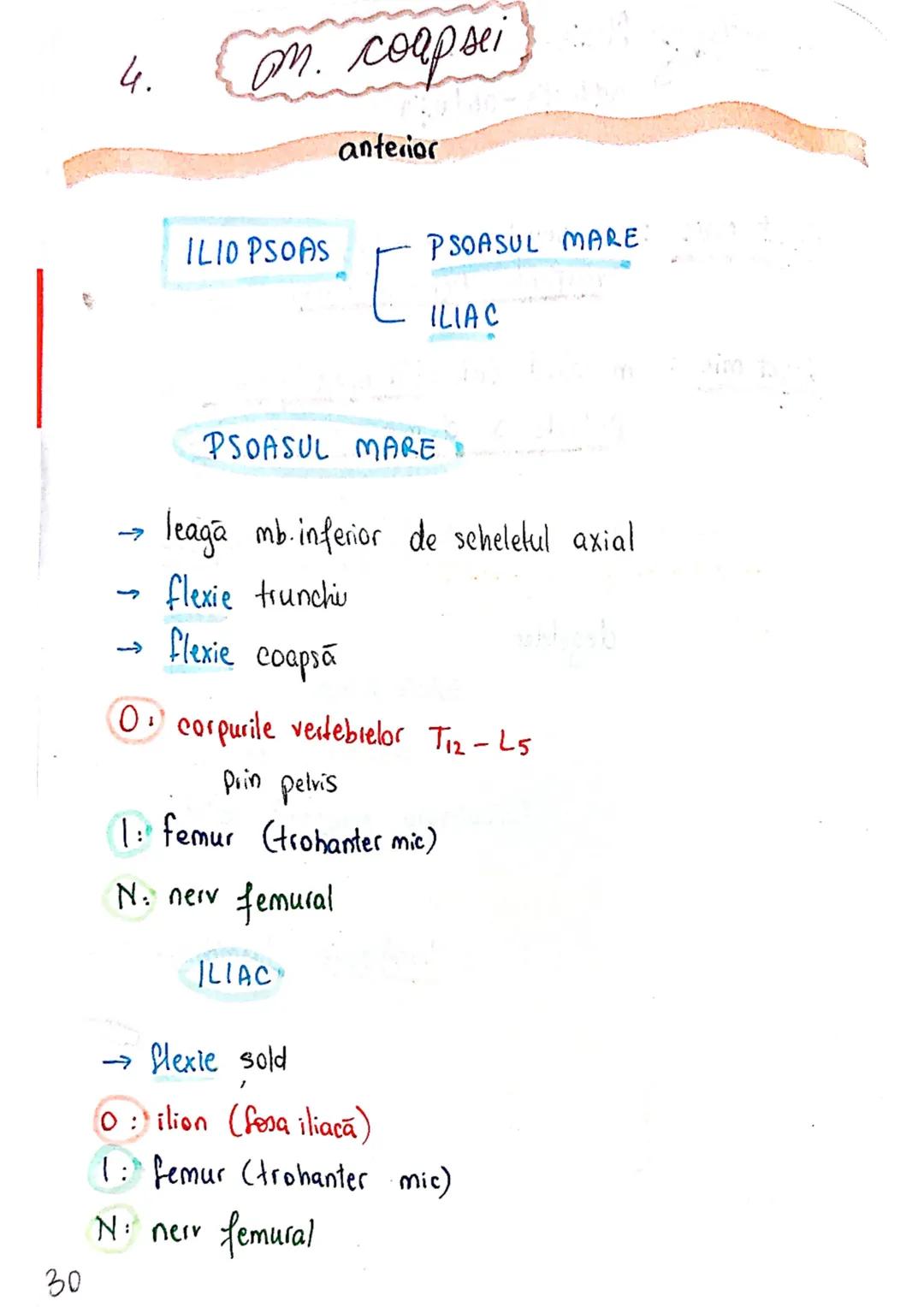 --- OCR Start ---
Sistemul MUSCULAR
M. SCHELETICI = relativ lungi şi ingusti
= ambele capete se insera pe oase
(caleva excepții)
1. agonisti