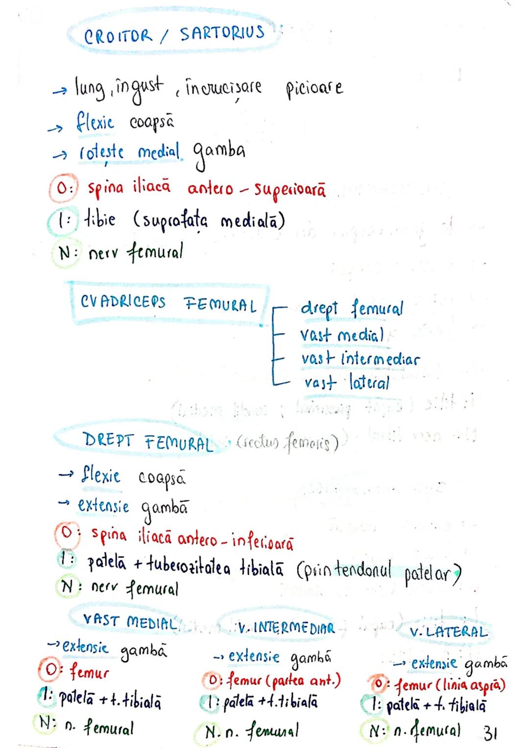 --- OCR Start ---
Sistemul MUSCULAR
M. SCHELETICI = relativ lungi şi ingusti
= ambele capete se insera pe oase
(caleva excepții)
1. agonisti