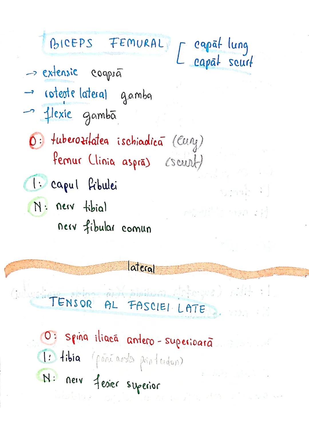 --- OCR Start ---
Sistemul MUSCULAR
M. SCHELETICI = relativ lungi şi ingusti
= ambele capete se insera pe oase
(caleva excepții)
1. agonisti
