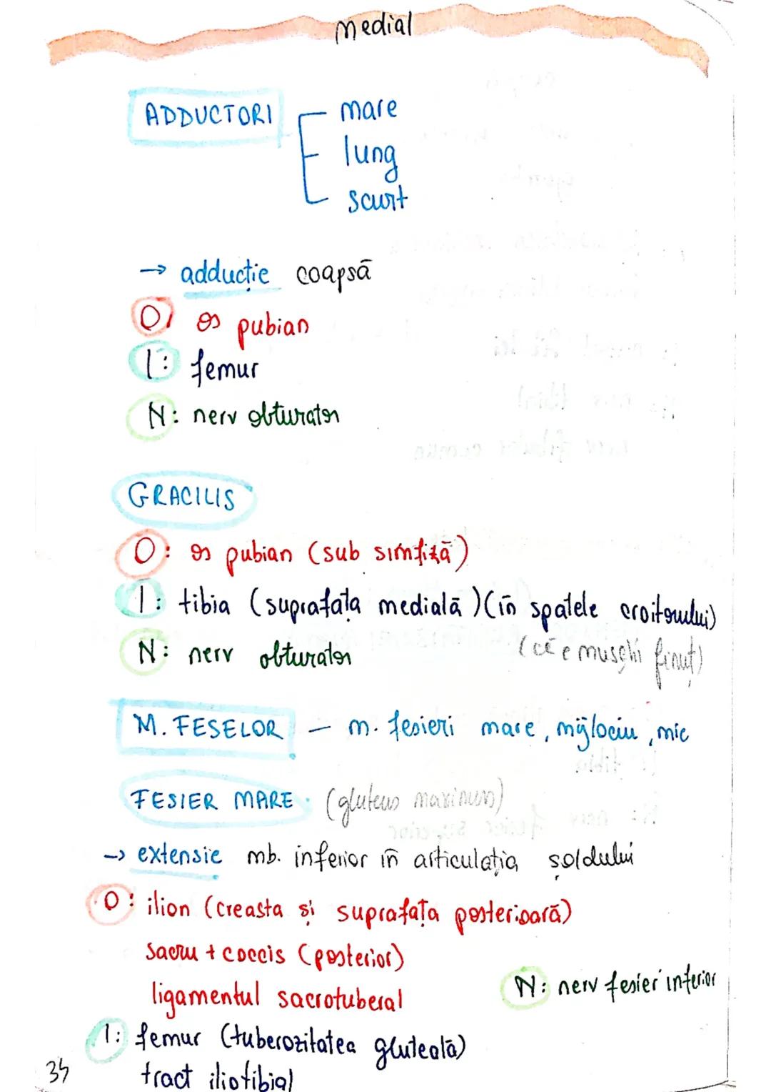 --- OCR Start ---
Sistemul MUSCULAR
M. SCHELETICI = relativ lungi şi ingusti
= ambele capete se insera pe oase
(caleva excepții)
1. agonisti