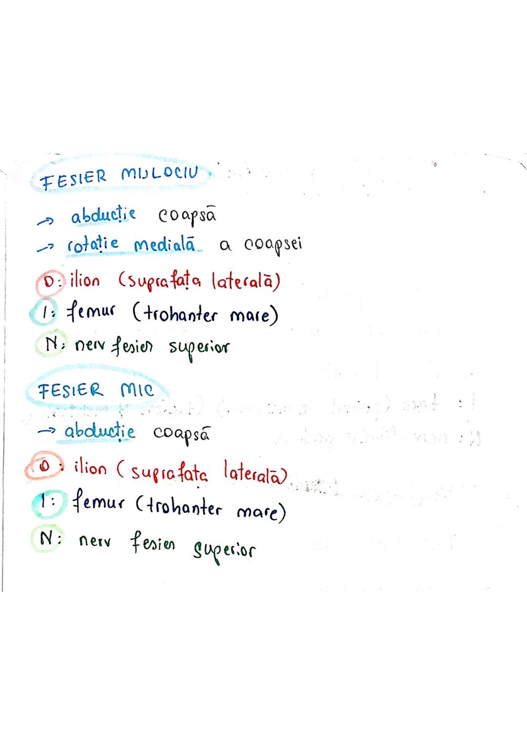 --- OCR Start ---
Sistemul MUSCULAR
M. SCHELETICI = relativ lungi şi ingusti
= ambele capete se insera pe oase
(caleva excepții)
1. agonisti