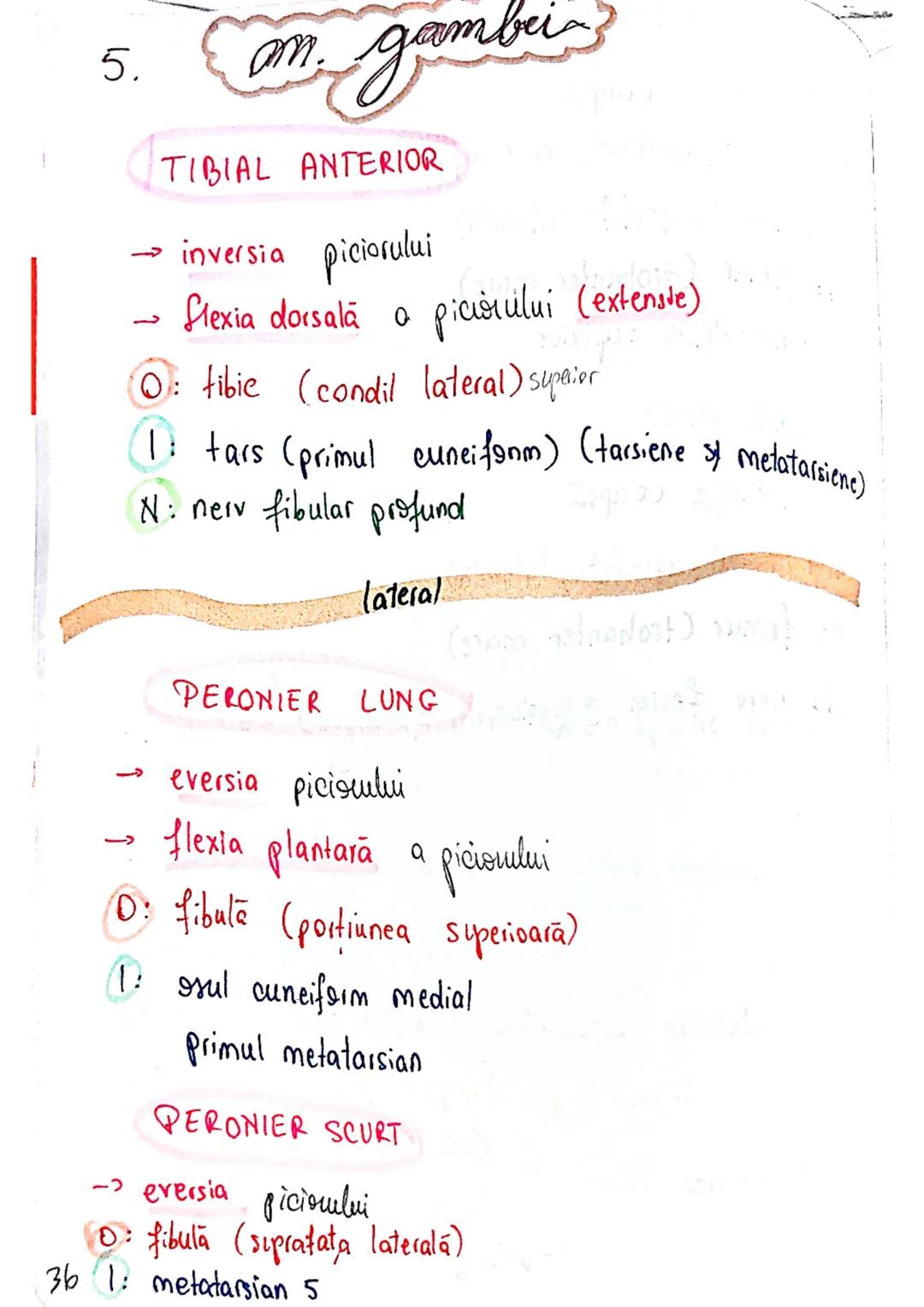 --- OCR Start ---
Sistemul MUSCULAR
M. SCHELETICI = relativ lungi şi ingusti
= ambele capete se insera pe oase
(caleva excepții)
1. agonisti