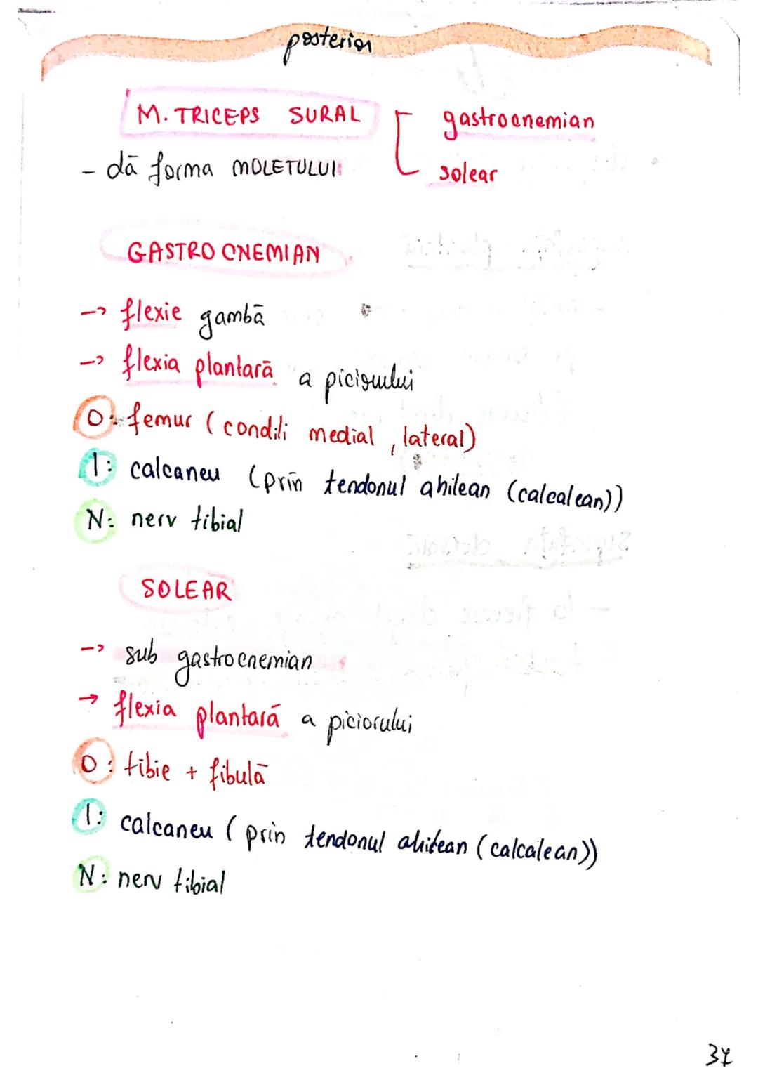 --- OCR Start ---
Sistemul MUSCULAR
M. SCHELETICI = relativ lungi şi ingusti
= ambele capete se insera pe oase
(caleva excepții)
1. agonisti