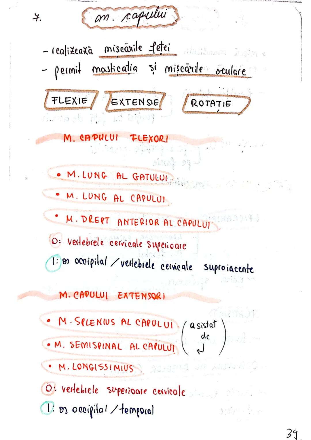 --- OCR Start ---
Sistemul MUSCULAR
M. SCHELETICI = relativ lungi şi ingusti
= ambele capete se insera pe oase
(caleva excepții)
1. agonisti