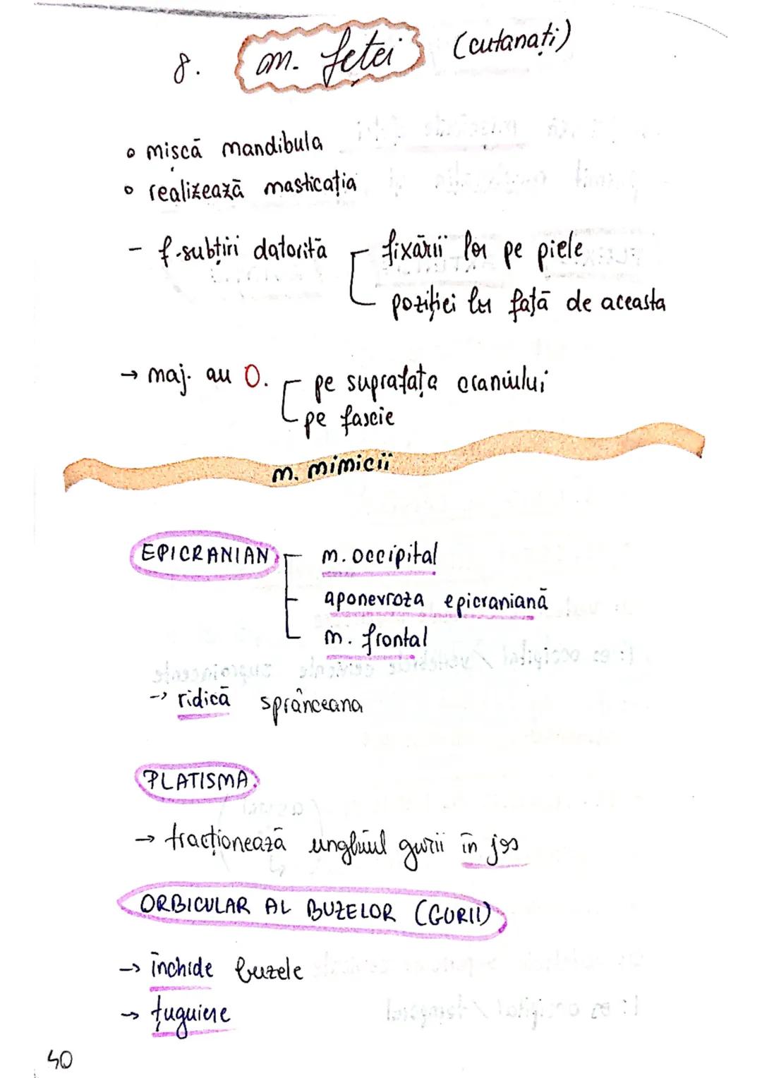 --- OCR Start ---
Sistemul MUSCULAR
M. SCHELETICI = relativ lungi şi ingusti
= ambele capete se insera pe oase
(caleva excepții)
1. agonisti