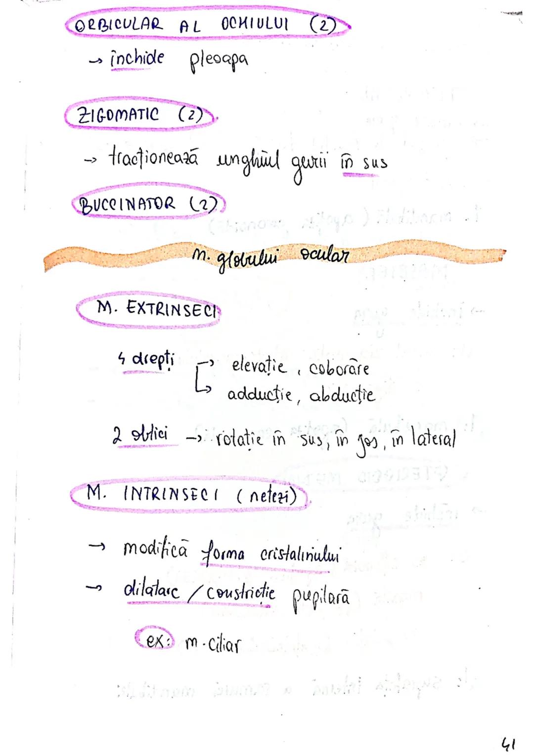 --- OCR Start ---
Sistemul MUSCULAR
M. SCHELETICI = relativ lungi şi ingusti
= ambele capete se insera pe oase
(caleva excepții)
1. agonisti