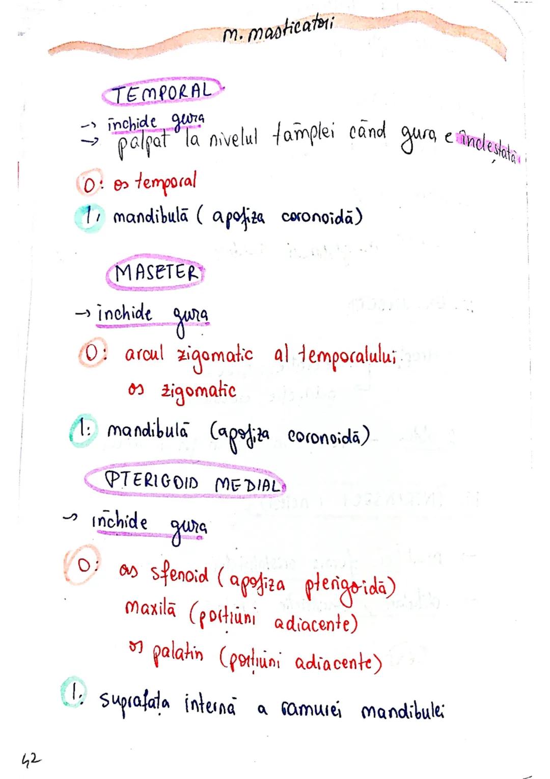 --- OCR Start ---
Sistemul MUSCULAR
M. SCHELETICI = relativ lungi şi ingusti
= ambele capete se insera pe oase
(caleva excepții)
1. agonisti