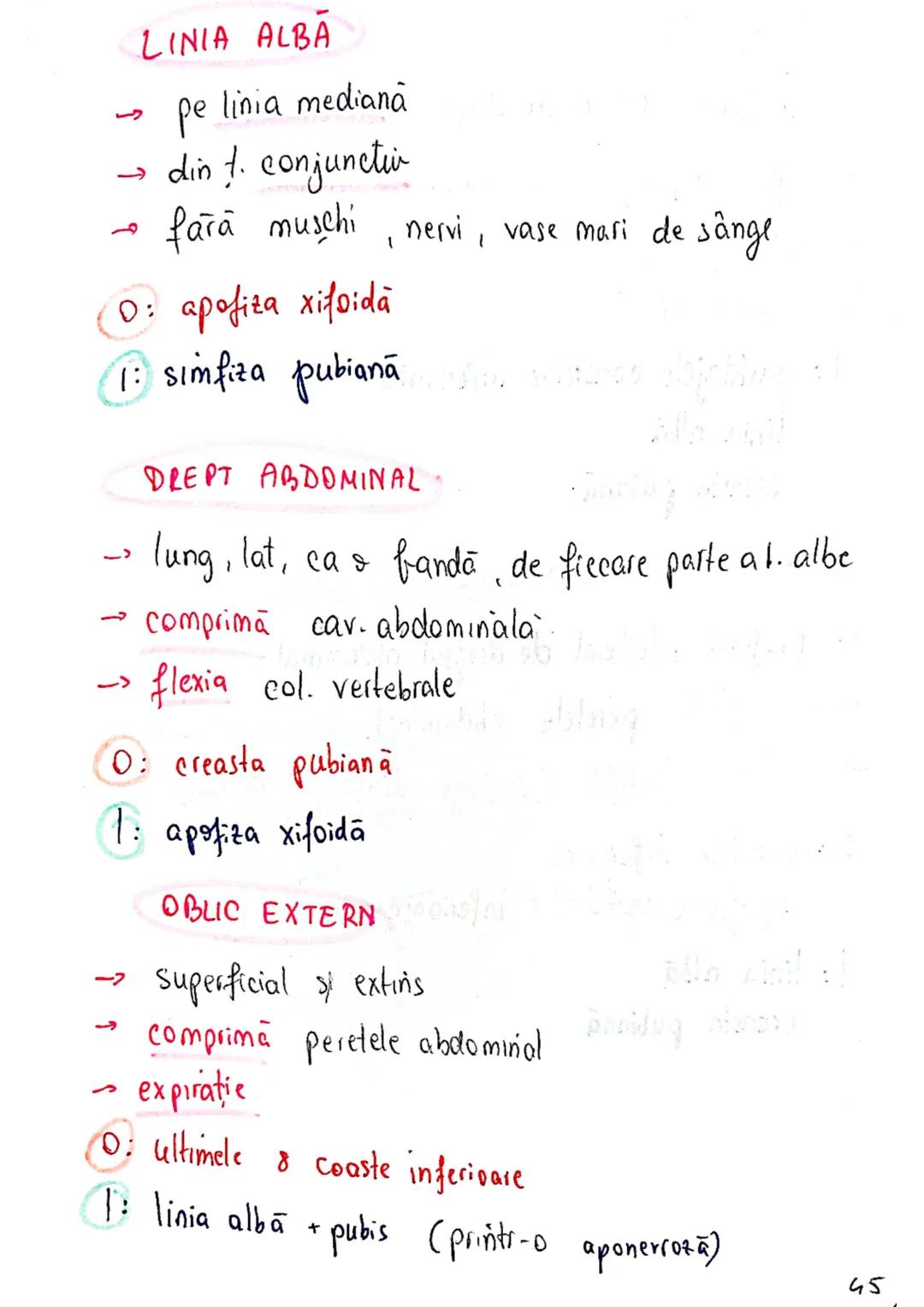 --- OCR Start ---
Sistemul MUSCULAR
M. SCHELETICI = relativ lungi şi ingusti
= ambele capete se insera pe oase
(caleva excepții)
1. agonisti