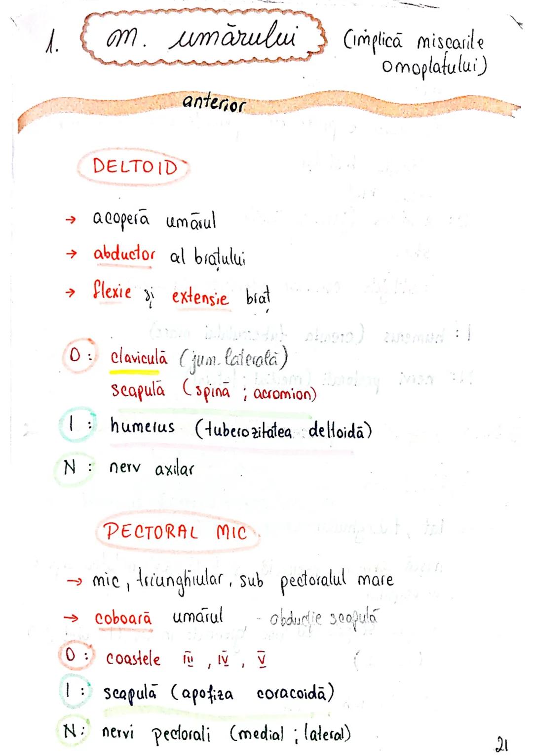 --- OCR Start ---
Sistemul MUSCULAR
M. SCHELETICI = relativ lungi şi ingusti
= ambele capete se insera pe oase
(caleva excepții)
1. agonisti