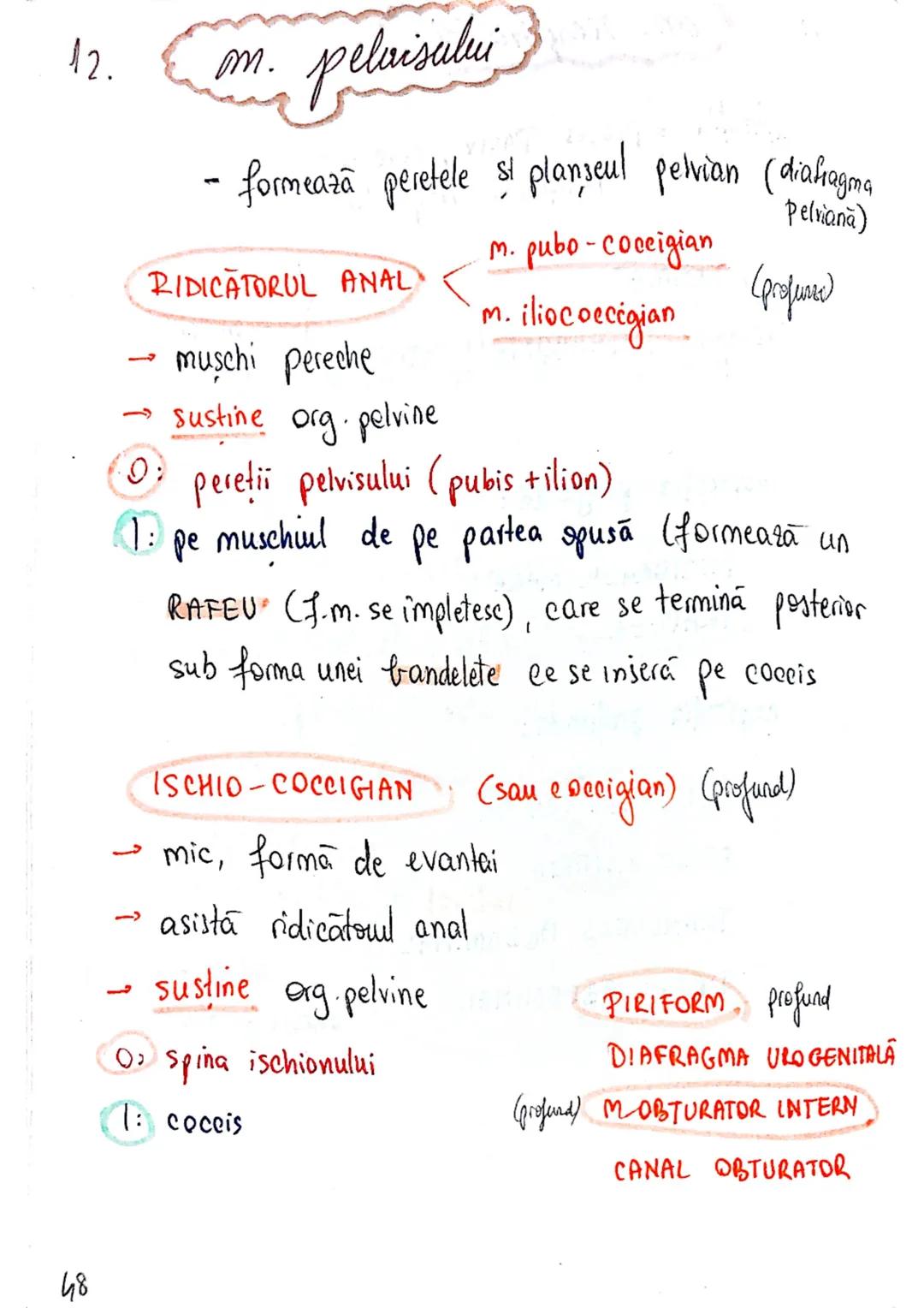 --- OCR Start ---
Sistemul MUSCULAR
M. SCHELETICI = relativ lungi şi ingusti
= ambele capete se insera pe oase
(caleva excepții)
1. agonisti
