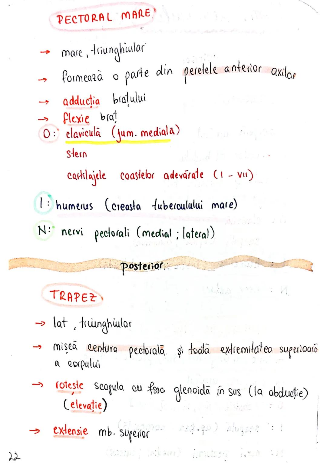 --- OCR Start ---
Sistemul MUSCULAR
M. SCHELETICI = relativ lungi şi ingusti
= ambele capete se insera pe oase
(caleva excepții)
1. agonisti