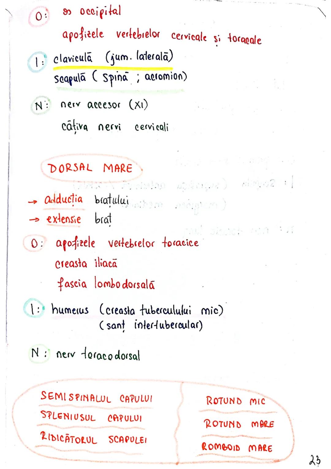 --- OCR Start ---
Sistemul MUSCULAR
M. SCHELETICI = relativ lungi şi ingusti
= ambele capete se insera pe oase
(caleva excepții)
1. agonisti