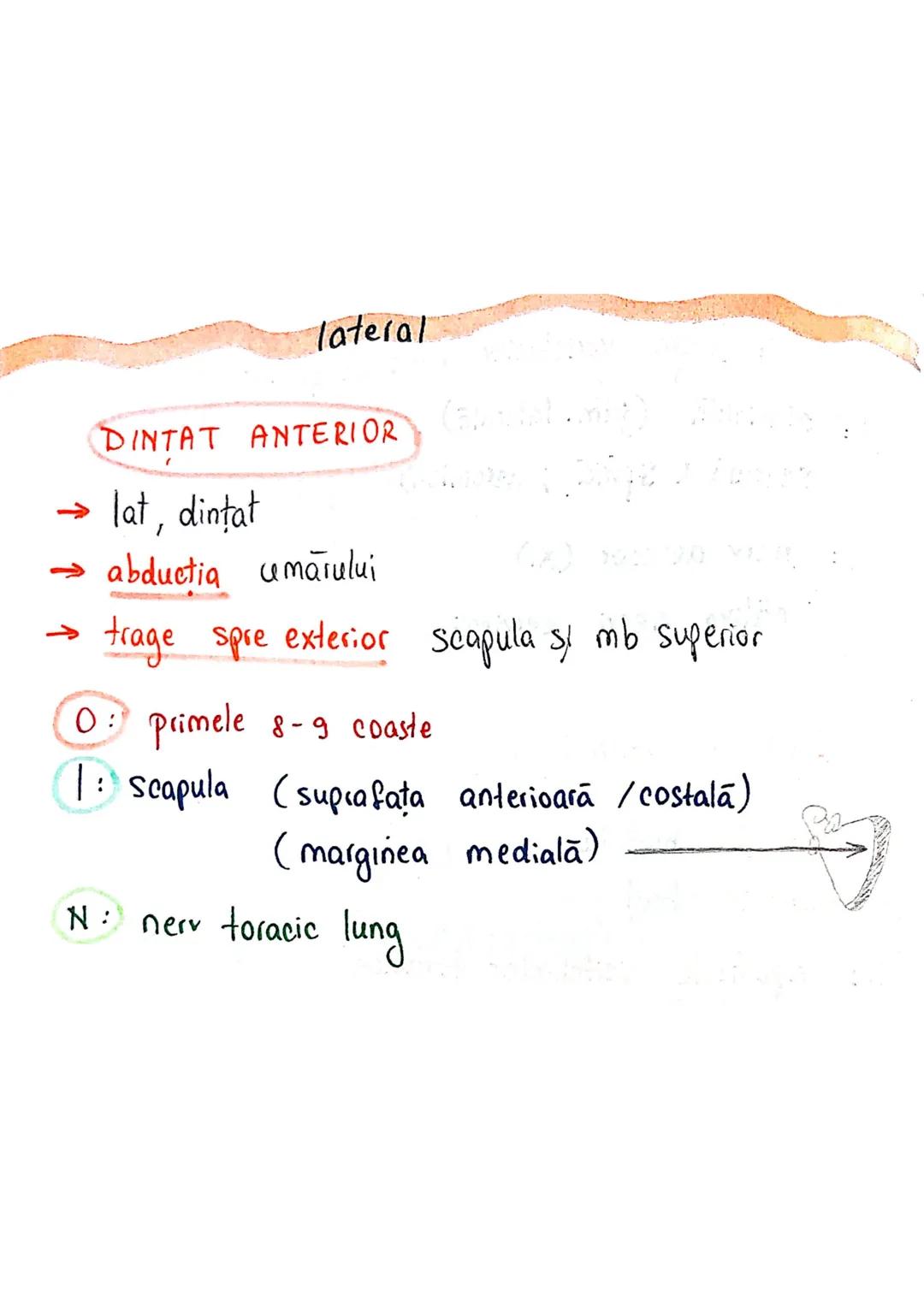 --- OCR Start ---
Sistemul MUSCULAR
M. SCHELETICI = relativ lungi şi ingusti
= ambele capete se insera pe oase
(caleva excepții)
1. agonisti