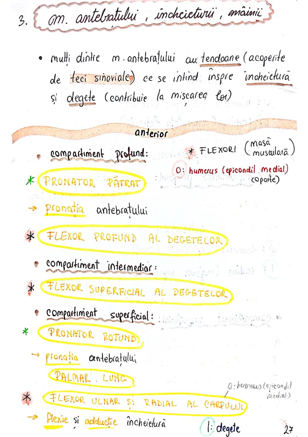 --- OCR Start ---
Sistemul MUSCULAR
M. SCHELETICI = relativ lungi şi ingusti
= ambele capete se insera pe oase
(caleva excepții)
1. agonisti