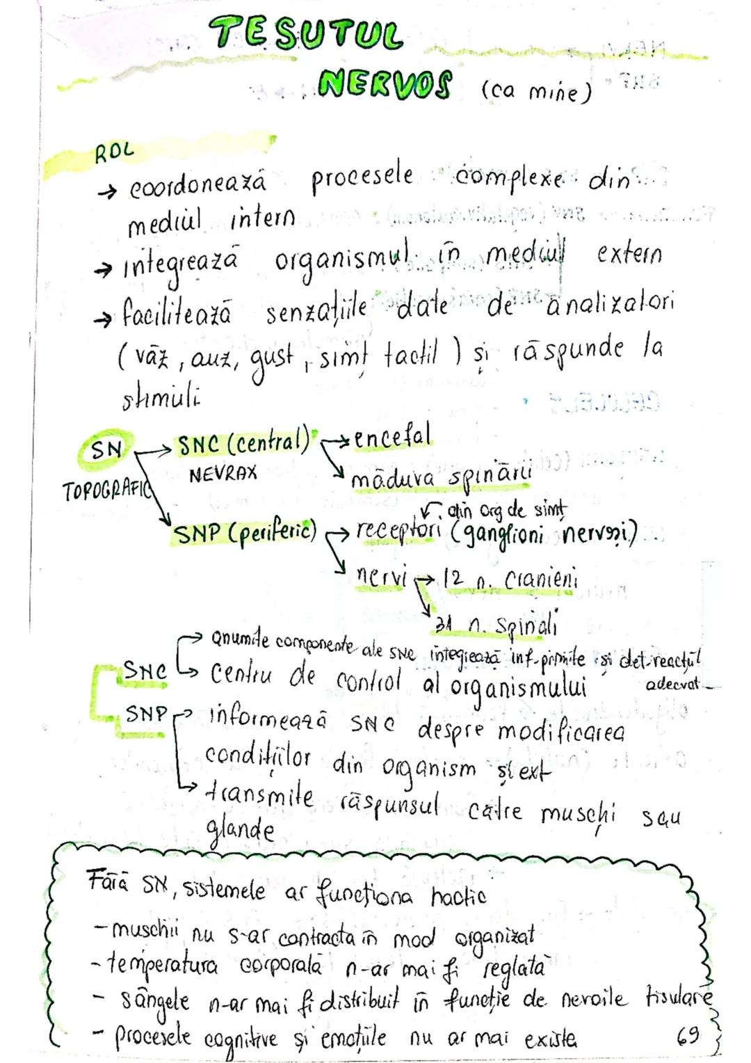 --- OCR Start ---
ROL
TESUTUL
NERVOS (ca mine)
→ coordonează procesele complexe din...
mediul intern
→ integrează organismul in mediul exter