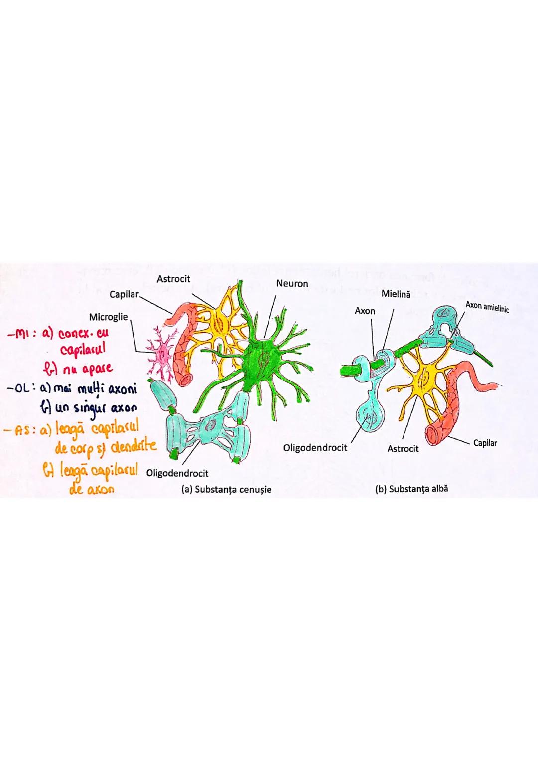 --- OCR Start ---
ROL
TESUTUL
NERVOS (ca mine)
→ coordonează procesele complexe din...
mediul intern
→ integrează organismul in mediul exter
