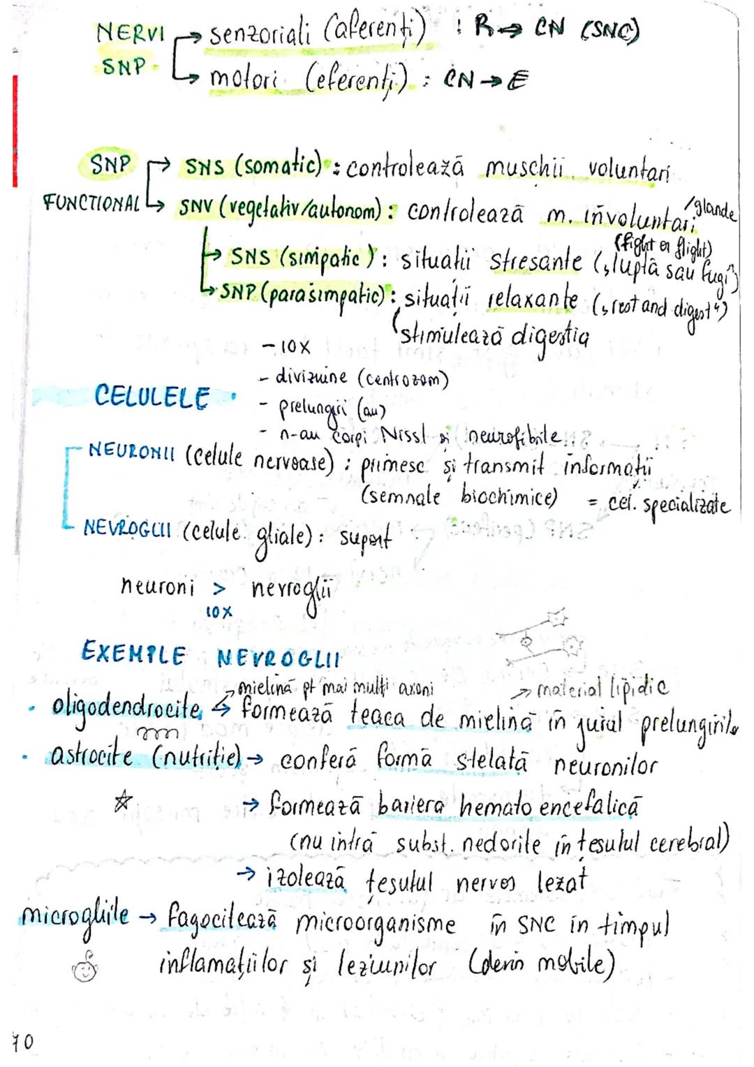 --- OCR Start ---
ROL
TESUTUL
NERVOS (ca mine)
→ coordonează procesele complexe din...
mediul intern
→ integrează organismul in mediul exter