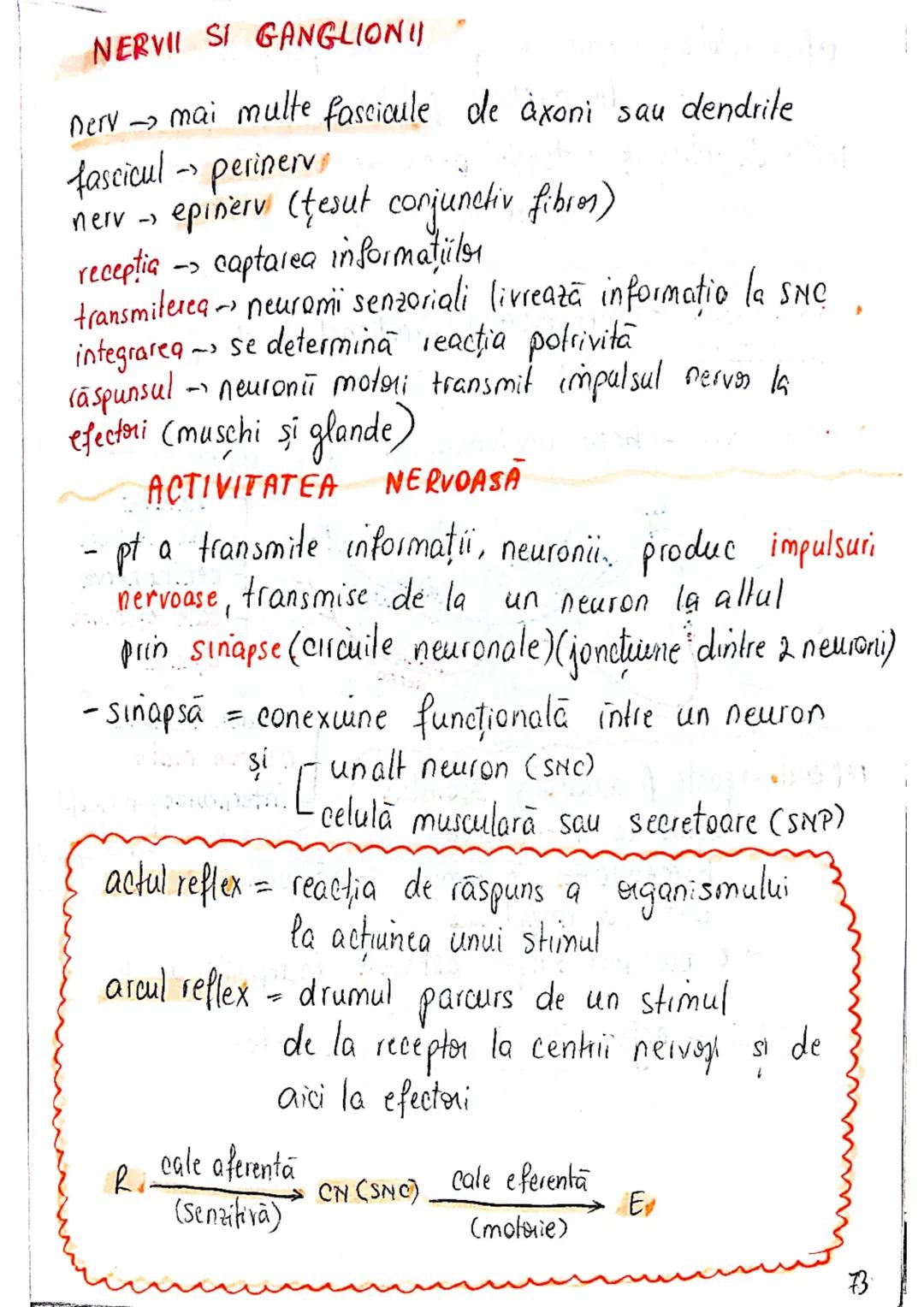 --- OCR Start ---
ROL
TESUTUL
NERVOS (ca mine)
→ coordonează procesele complexe din...
mediul intern
→ integrează organismul in mediul exter