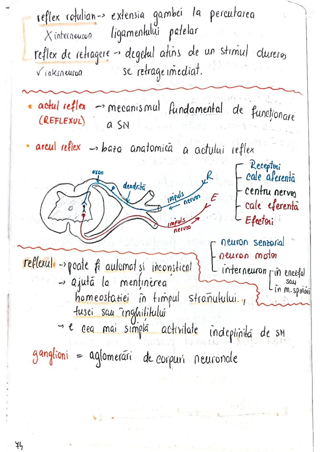 --- OCR Start ---
ROL
TESUTUL
NERVOS (ca mine)
→ coordonează procesele complexe din...
mediul intern
→ integrează organismul in mediul exter