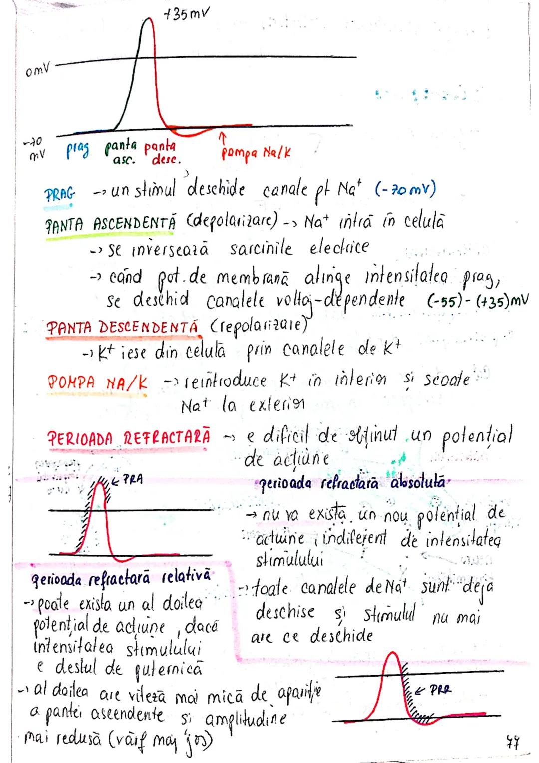 --- OCR Start ---
ROL
TESUTUL
NERVOS (ca mine)
→ coordonează procesele complexe din...
mediul intern
→ integrează organismul in mediul exter