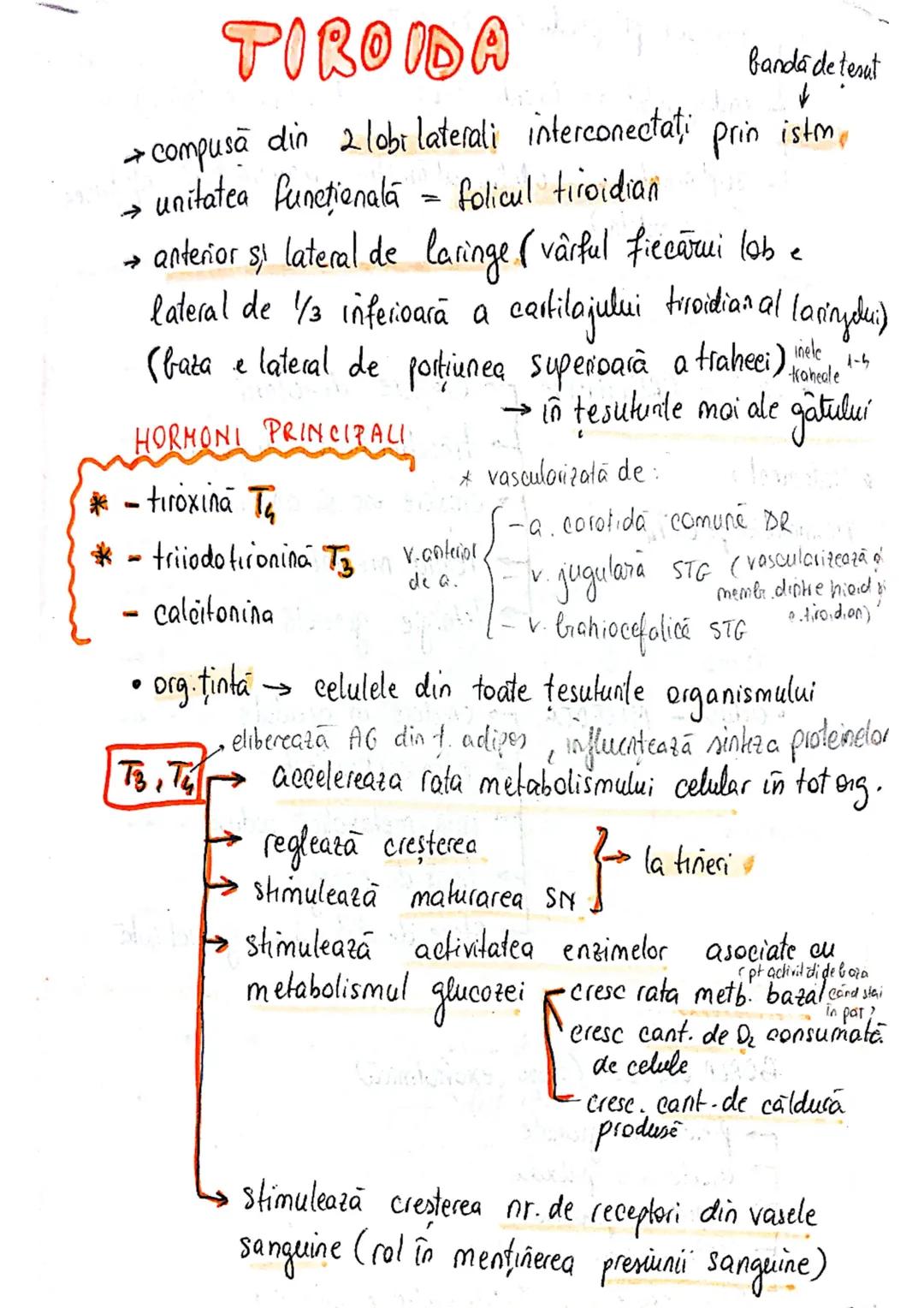 epifiza
hipofiza
tiroida (+ paratiroida)
timus
gl. suprarenale
Pancreas
Ovare
←
testicule --- OCR Start ---
glande indocrine
glande endocrin