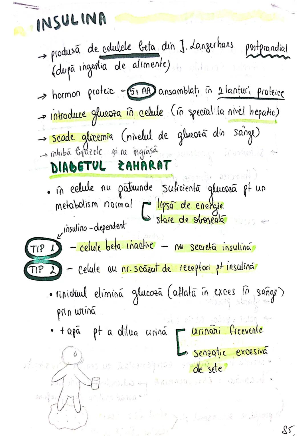 epifiza
hipofiza
tiroida (+ paratiroida)
timus
gl. suprarenale
Pancreas
Ovare
←
testicule --- OCR Start ---
glande indocrine
glande endocrin