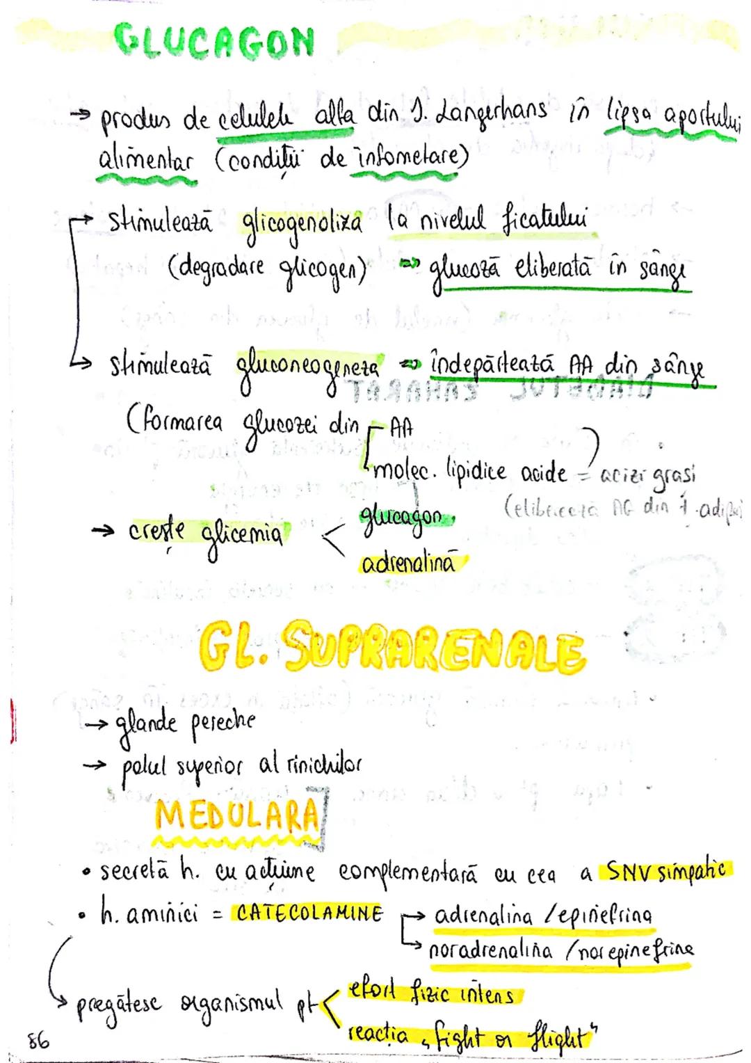 epifiza
hipofiza
tiroida (+ paratiroida)
timus
gl. suprarenale
Pancreas
Ovare
←
testicule --- OCR Start ---
glande indocrine
glande endocrin