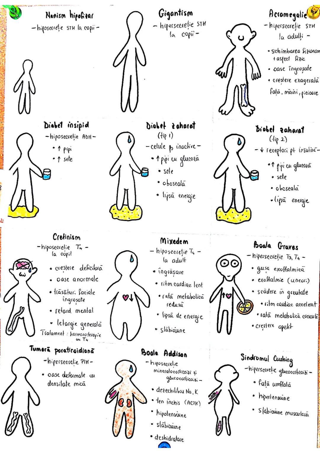 epifiza
hipofiza
tiroida (+ paratiroida)
timus
gl. suprarenale
Pancreas
Ovare
←
testicule --- OCR Start ---
glande indocrine
glande endocrin