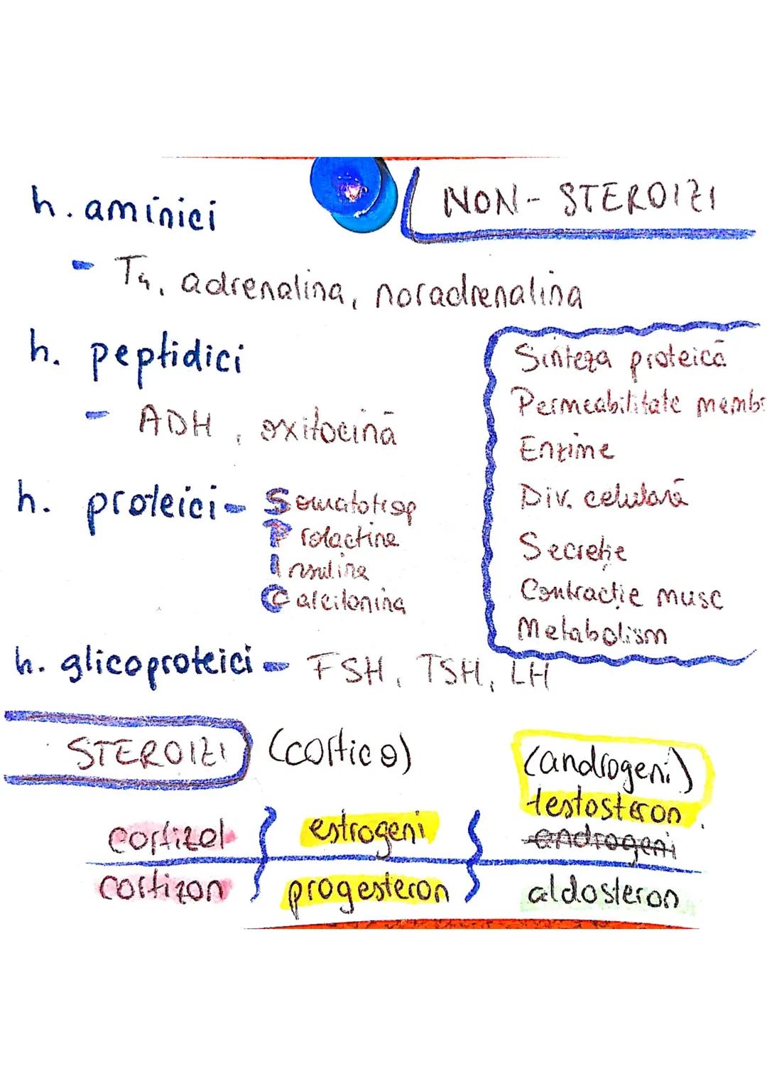 epifiza
hipofiza
tiroida (+ paratiroida)
timus
gl. suprarenale
Pancreas
Ovare
←
testicule --- OCR Start ---
glande indocrine
glande endocrin