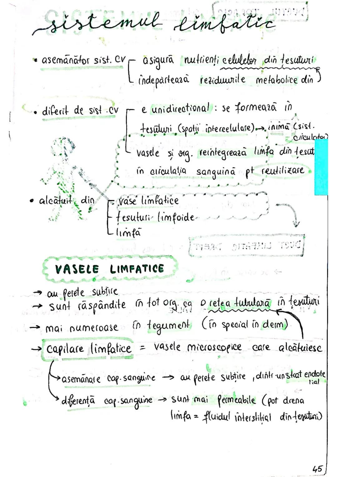 --- OCR Start ---
sistemul limfatic
• asemănător sist. Cv
[asigura nutrienți celulelor din tesuturi
[indeparteaza reziduurile metabolice din