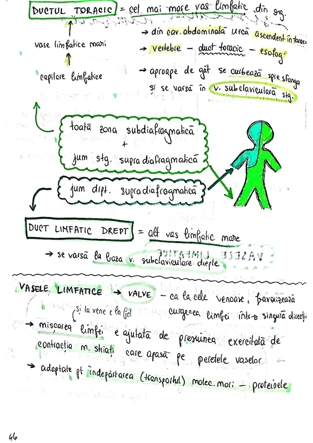 --- OCR Start ---
sistemul limfatic
• asemănător sist. Cv
[asigura nutrienți celulelor din tesuturi
[indeparteaza reziduurile metabolice din