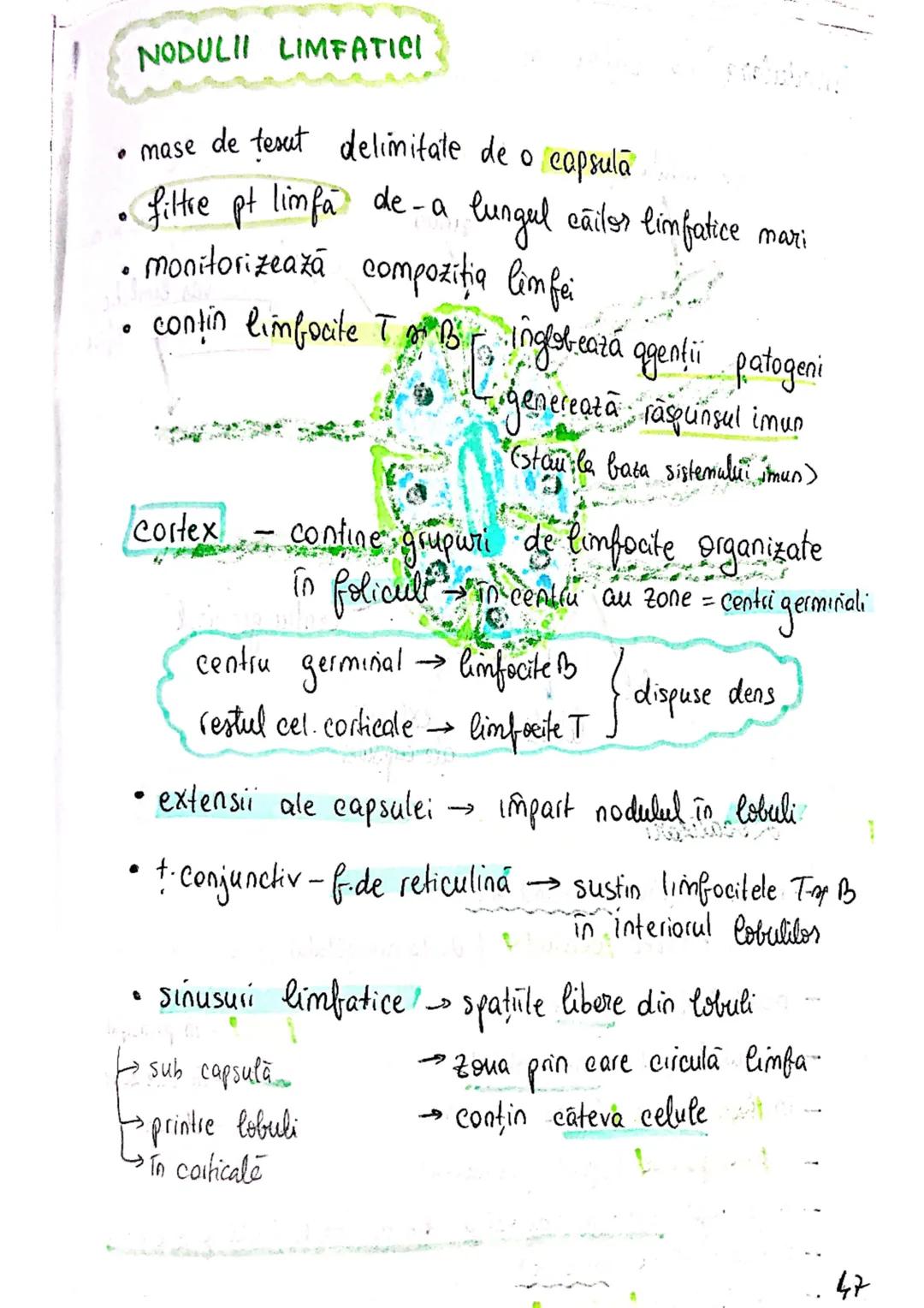 --- OCR Start ---
sistemul limfatic
• asemănător sist. Cv
[asigura nutrienți celulelor din tesuturi
[indeparteaza reziduurile metabolice din