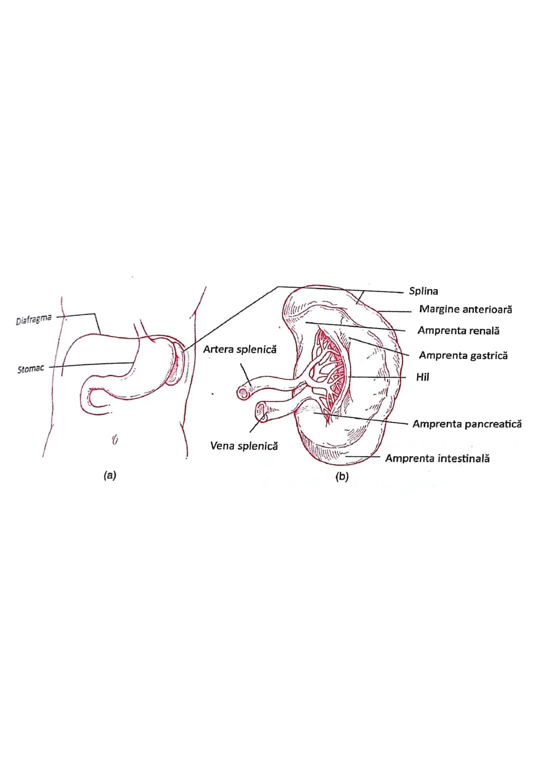 --- OCR Start ---
sistemul limfatic
• asemănător sist. Cv
[asigura nutrienți celulelor din tesuturi
[indeparteaza reziduurile metabolice din