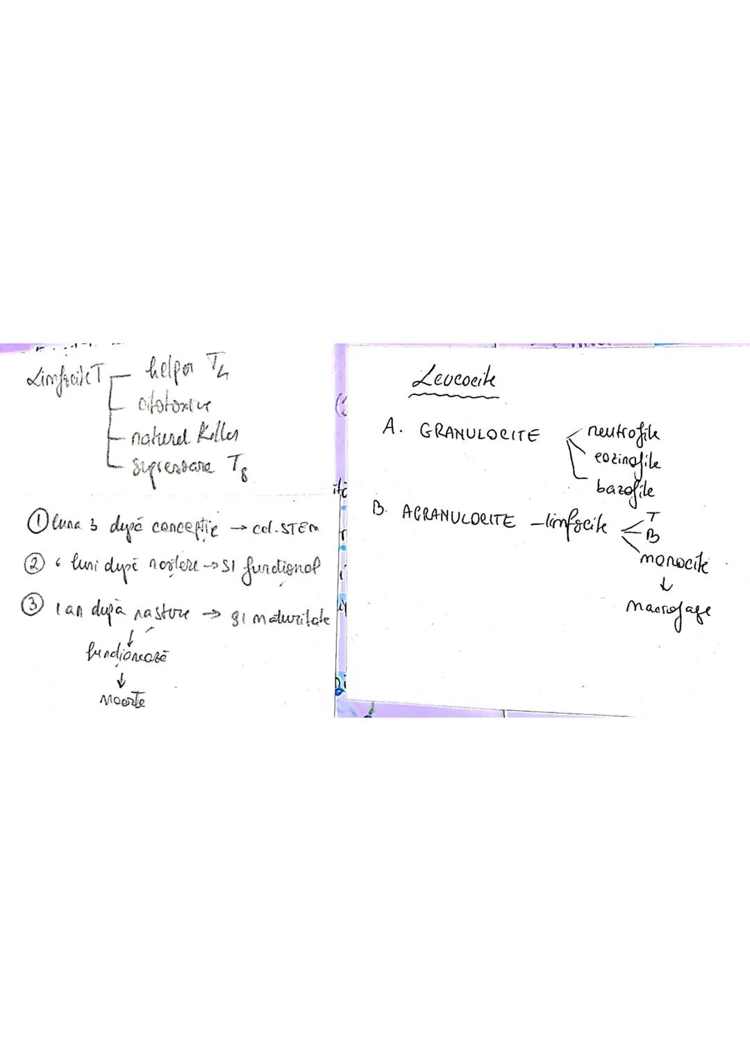 # Sistemul imun
→ asigură apararea (rezistența specifică a org. împotriva
microorg - si a molec, straine (în caz de boală)
→ alcatuit din