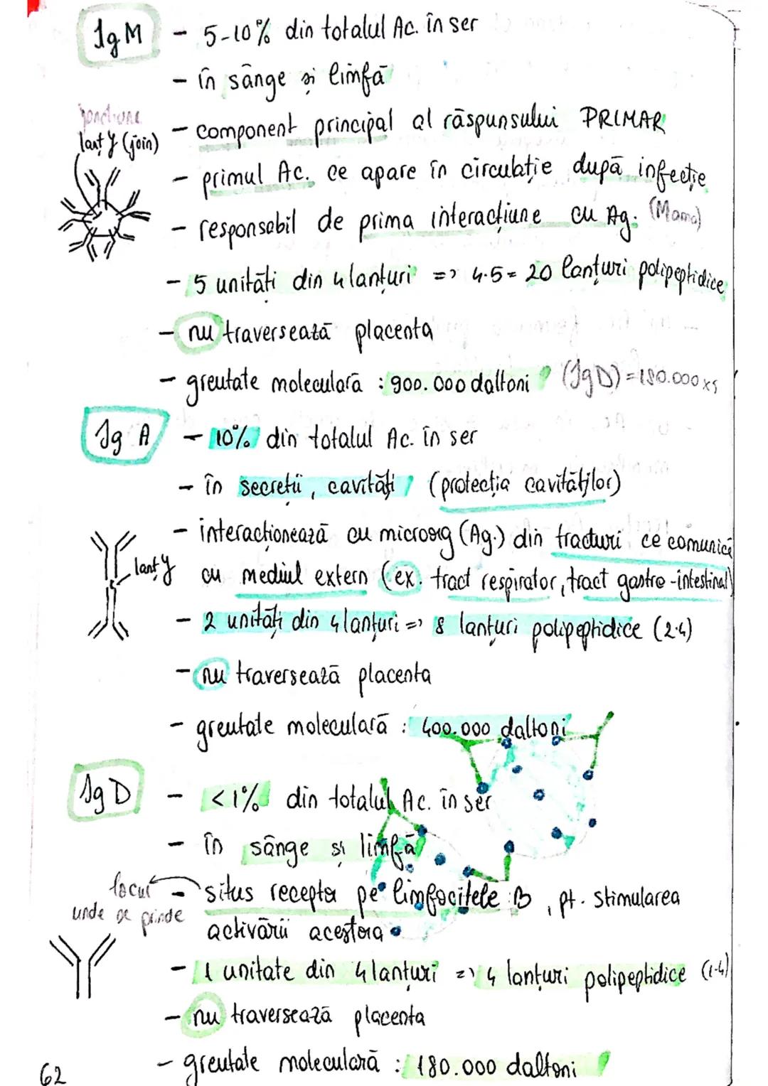 # Sistemul imun
→ asigură apararea (rezistența specifică a org. împotriva
microorg - si a molec, straine (în caz de boală)
→ alcatuit din