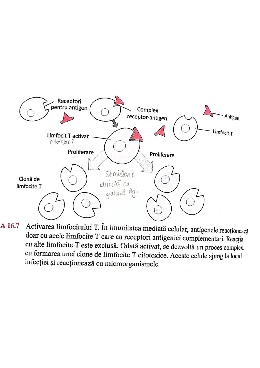 # Sistemul imun
→ asigură apararea (rezistența specifică a org. împotriva
microorg - si a molec, straine (în caz de boală)
→ alcatuit din
