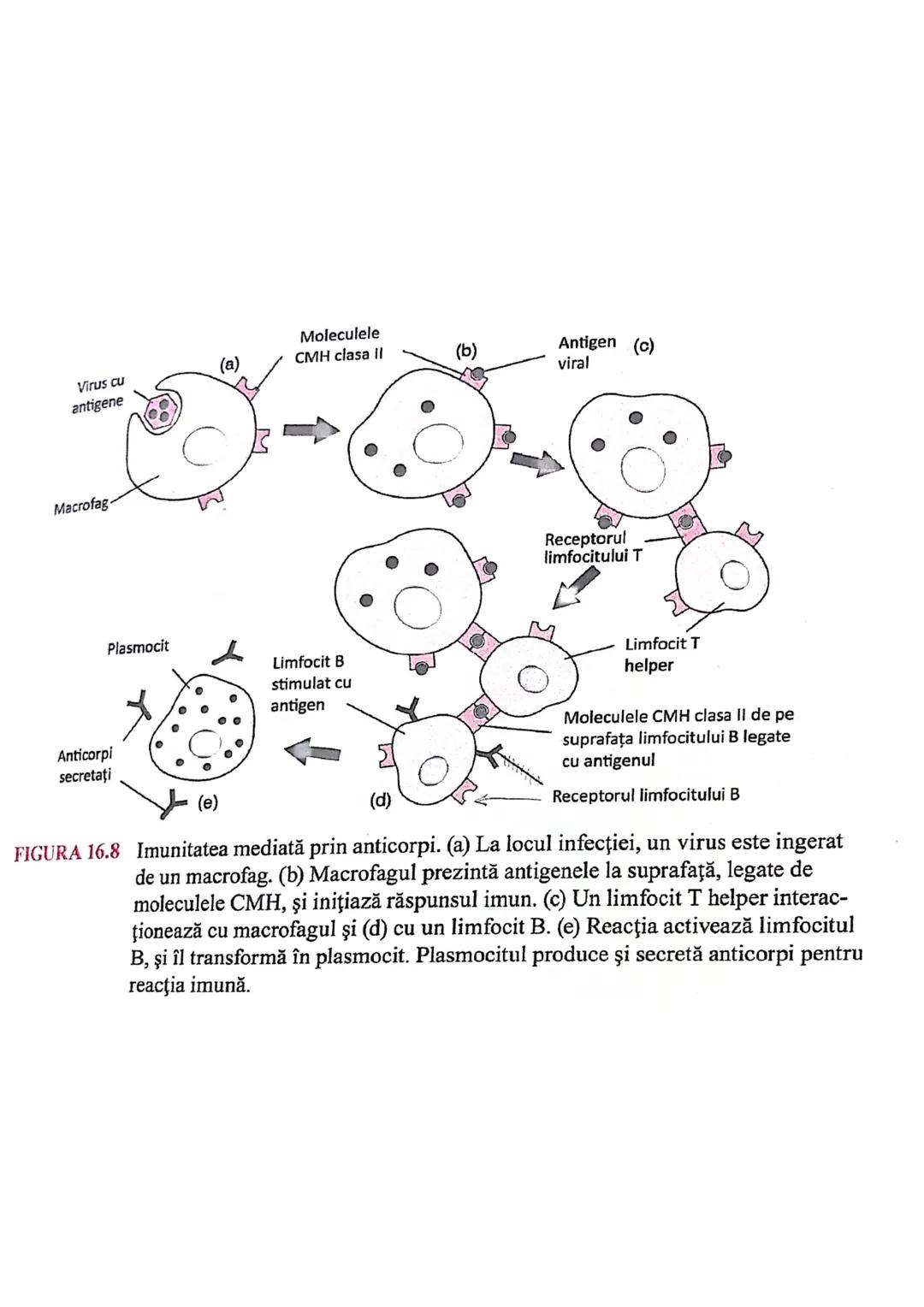 # Sistemul imun
→ asigură apararea (rezistența specifică a org. împotriva
microorg - si a molec, straine (în caz de boală)
→ alcatuit din