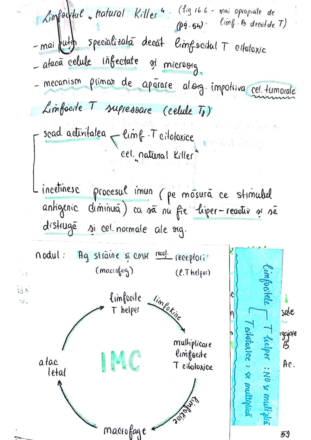 # Sistemul imun
→ asigură apararea (rezistența specifică a org. împotriva
microorg - si a molec, straine (în caz de boală)
→ alcatuit din